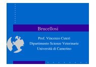 Brucellosi - Cuteri.eu