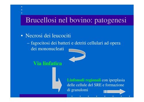 Brucellosi - Cuteri.eu