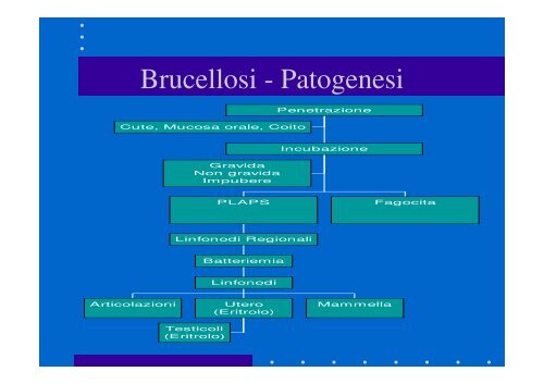 Brucellosi - Cuteri.eu