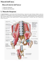 Muscoli dell'anca - Appuntiecografia.altervista.org - Altervista