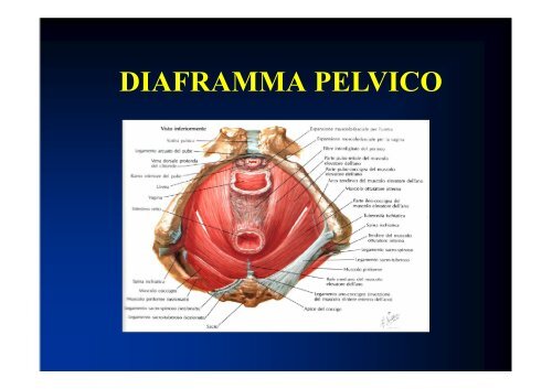 1357125200-Anatomia Pelvica.pdf