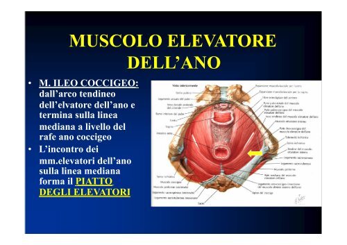 1357125200-Anatomia Pelvica.pdf