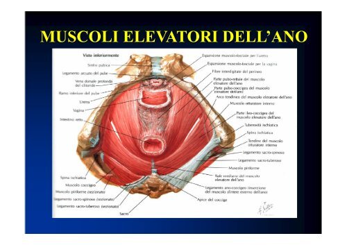 1357125200-Anatomia Pelvica.pdf