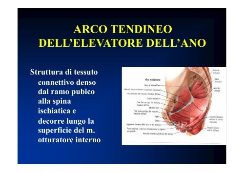 1357125200-Anatomia Pelvica.pdf