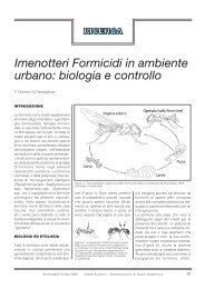 Imenotteri Formicidi in ambiente urbano: biologia e ... - Moedco.It