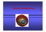 Human Herpesvirus