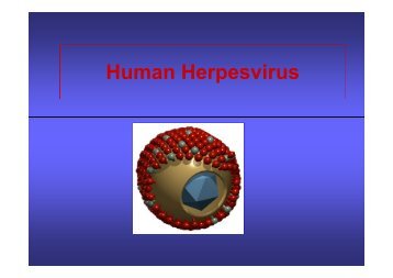 Human Herpesvirus