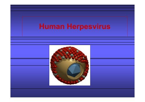 Human Herpesvirus