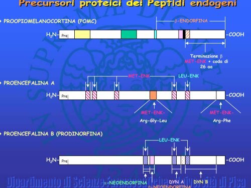 Derivati del morfinano - Appunti esami Farmacia e CTF