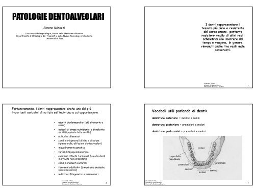 Vocaboli utili parlando di denti: - Paleopatologia