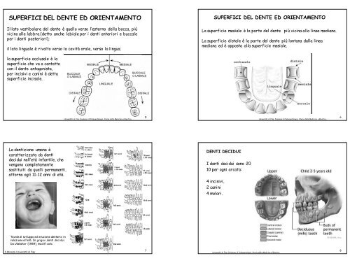 Vocaboli utili parlando di denti: - Paleopatologia