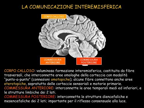 Le strutture cerebrali - Neurofisiologia.unige.it