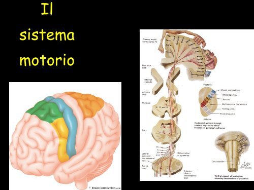 Le strutture cerebrali - Neurofisiologia.unige.it