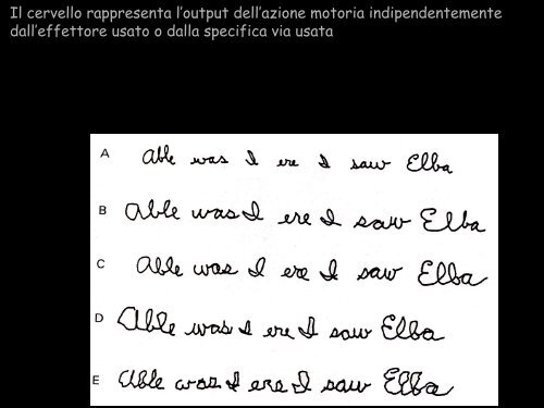 Le strutture cerebrali - Neurofisiologia.unige.it