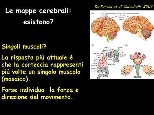 Le strutture cerebrali - Neurofisiologia.unige.it