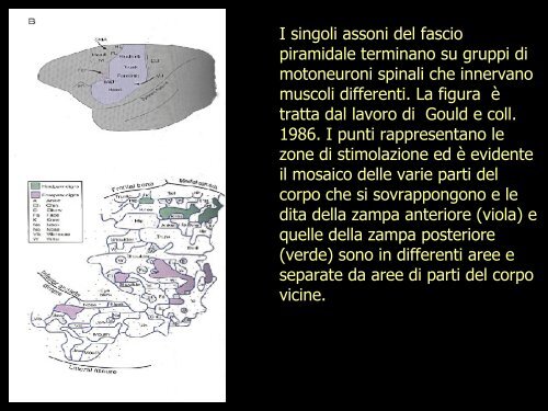 Le strutture cerebrali - Neurofisiologia.unige.it