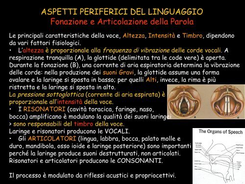 Le strutture cerebrali - Neurofisiologia.unige.it