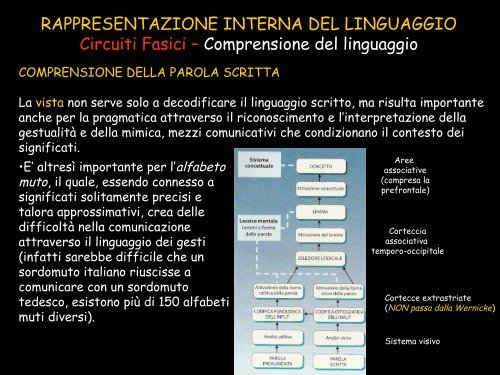 Le strutture cerebrali - Neurofisiologia.unige.it