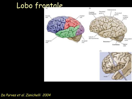 Le strutture cerebrali - Neurofisiologia.unige.it