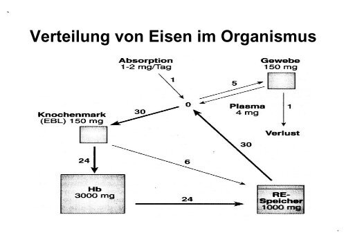 Eisenmangel, Vitamin B-12, hämolytische Anämien - Hämatologie ...