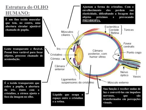 Miopia - Curso e Colégio Acesso