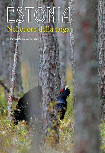 Nel cuore della taiga - Estonian Nature Tours