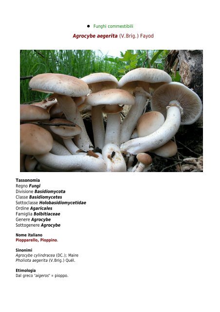 Schede dei funghi e tartufi AMINT - GAL Sarcidano Barbagia di Seulo