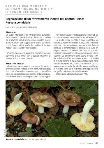Russula convivialis - Funghi.ch