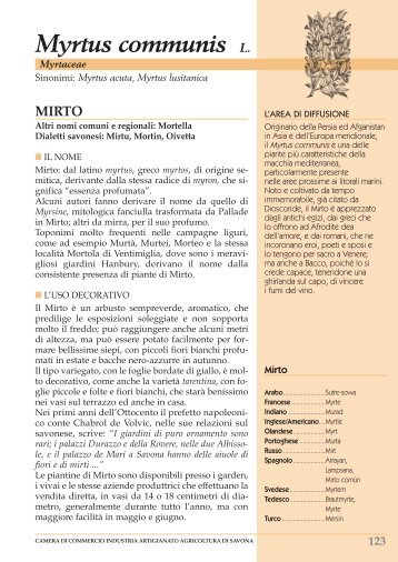 Myrtus communis L. - L'Ortofrutticola d'Albenga