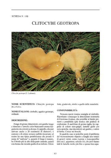 10B - Clitocybe geotropa - Veneto Agricoltura