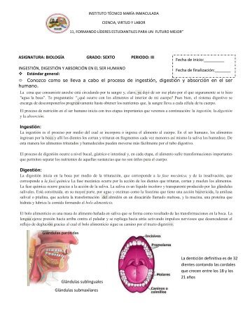 ingestión, digestión y absorción en el ser humano - instemainbiologia