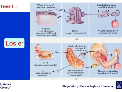 Tema 1. ALIMENTACIÓN, NUTRICIÓN Y DIETÉTICA