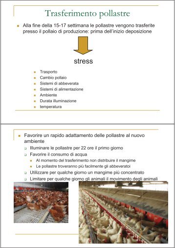 PDF (Alimentazione delle galline biologiche - Parte QUARTA)
