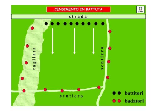 Linee guida per il monitoraggio delle popolazioni di Capriolo ...