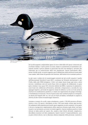 I censimenti invernali degli uccelli acquatici (progetto IWC) - Ispra