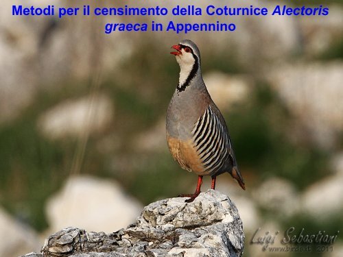 Metodi per il censimento della Coturnice Alectoris graeca in ... - Sropu