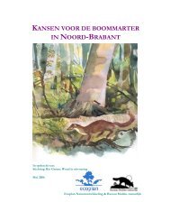 kansen voor de boommarter in noord-brabant - Zoogdierenwerkgroep