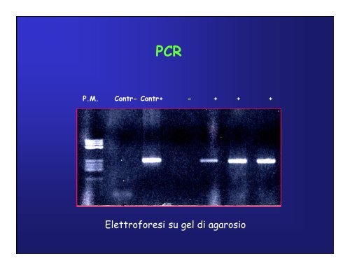 Immunoistochimica e Biologia Molecolare - Università degli Studi di ...