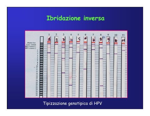 Immunoistochimica e Biologia Molecolare - Università degli Studi di ...