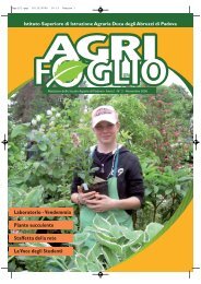 Agrifoglio 2 - ISI Duca degli Abruzzi