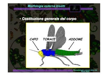 Morfologia esterna