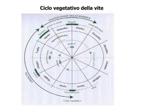 Enologia - Associazione Studenti di Agraria IAAS Sassari