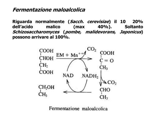 Enologia - Associazione Studenti di Agraria IAAS Sassari