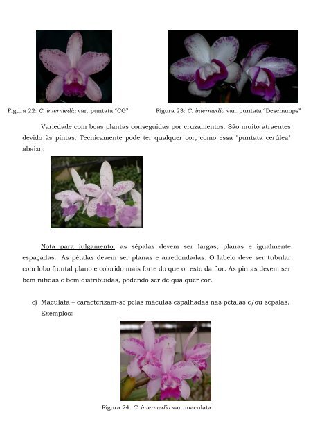 Cattleya intermedia – Classificação – (2005) - Orquidário Carlos ...