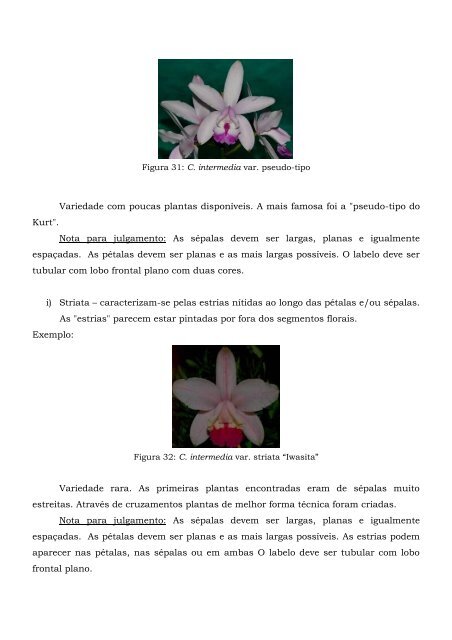 Cattleya intermedia – Classificação – (2005) - Orquidário Carlos ...