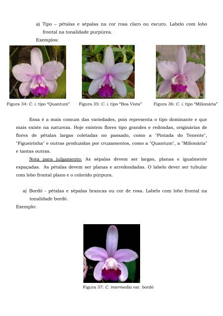 Cattleya intermedia – Classificação – (2005) - Orquidário Carlos ...