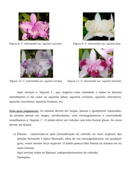 Cattleya intermedia – Classificação – (2005) - Orquidário Carlos ...