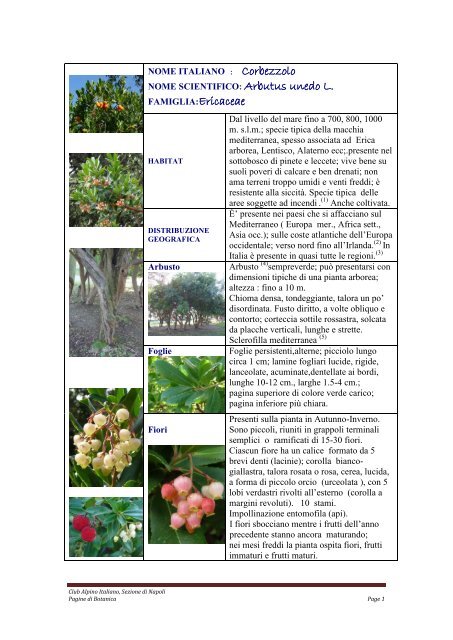 Tutta anni Arbutus unedo-inverno di duro erdbeerbaum