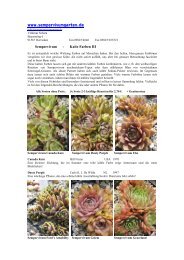 Sempervivum Kalte Farben Teil 3, kühle Färbungen bei Hauswurz