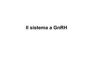 Il sistema a GnRH